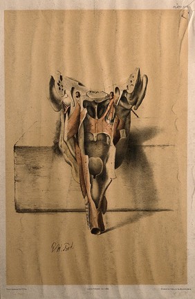 Dissection of a portion of the neck, seen from behind: shown resting on a block. Colour lithograph by G.H. Ford, 1865.