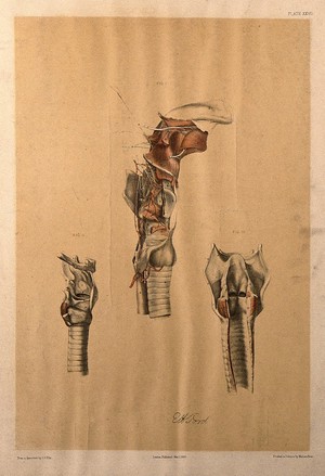 view Dissections of the trachea and surrounding muscles: three figures. Colour lithograph by G.H. Ford, 1865.