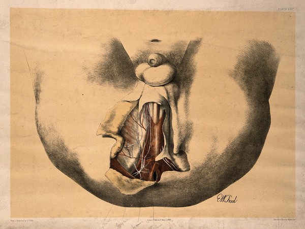 Dissection of the area surrounding the anus and genitalia of a man, with the muscles and blood vessels indicated. Colour lithograph by G.H. Ford, 1865.