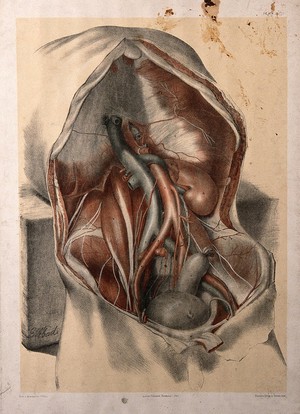 view Dissection of the abdomen of a man, showing the arteries, veins, and internal organs. Colour lithograph by G.H. Ford, 1865.