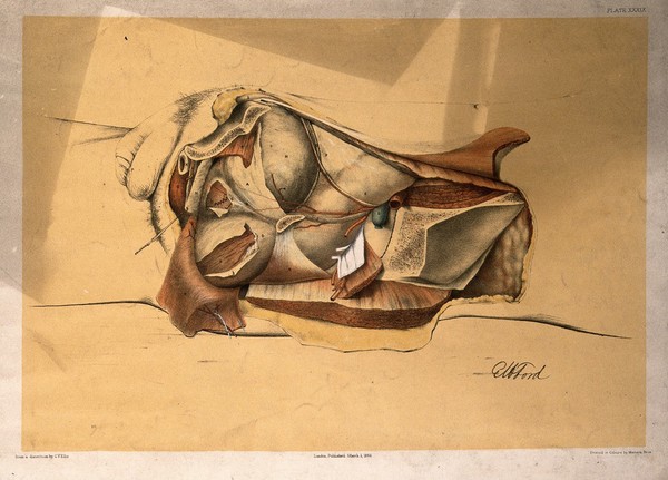 Dissection of the pelvis and abdomen of a man, showing the arteries, blood vessels, muscles and internal organs: side view. Colour lithograph by G.H. Ford, 1866.