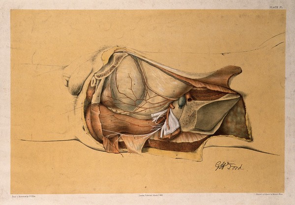 Dissection of the pelvis and abdomen of a man, showing the arteries, blood vessels, muscles and internal organs: side view. Colour lithograph by G.H. Ford, 1866.