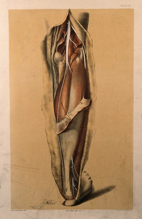 Dissection of the back of the lower leg, showing the muscles, blood vessels and veins of the calf and ankle. Colour lithograph by G.H. Ford, 1867.