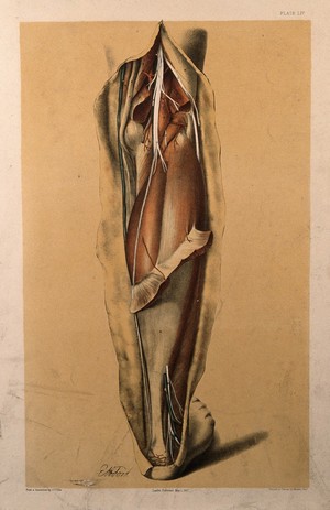 view Dissection of the back of the lower leg, showing the muscles, blood vessels and veins of the calf and ankle. Colour lithograph by G.H. Ford, 1867.