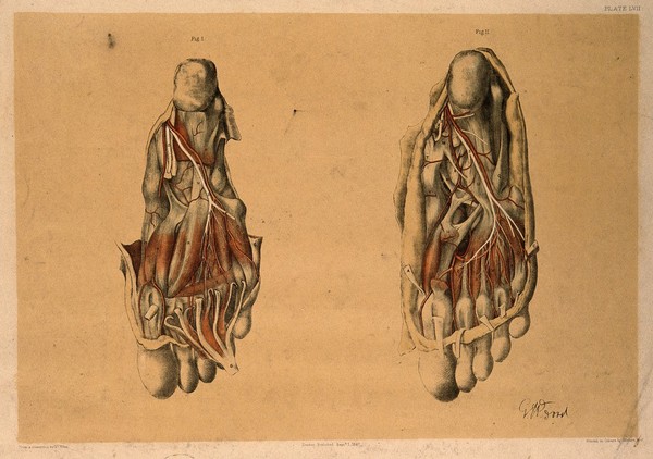 Dissections of the underside of the foot, showing the muscles, bones and blood vessels: two figures. Colour lithograph by G.H. Ford, 1867.