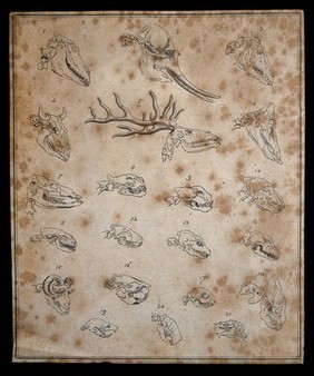 Skulls of twenty-one animals. Drawing, c. 1789.