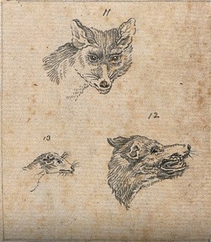 view Heads of a fox, a wolf and a weasel. Drawing, c. 1789.