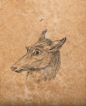 view Head of a hind. Drawing, c. 1789.