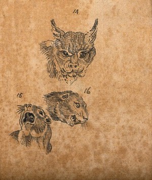 view Head of a lynx and two figures of the head of a beaver. Drawing, c. 1789.