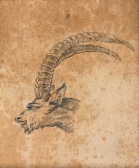 Head of an ibex. Drawing, c. 1789.