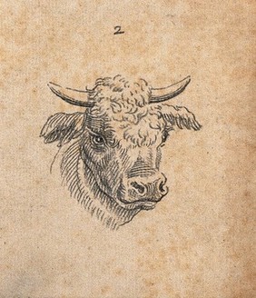 Head of an ox. Drawing, c. 1789.