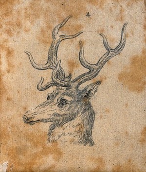 view Head of a stag. Drawing, c. 1789.