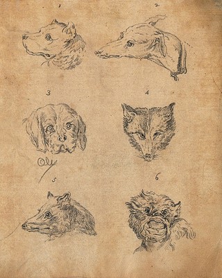 Six heads of dogs. Drawing, c. 1789.
