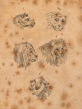 Heads of leopards, lions, and a sheep. Drawing, c. 1789.