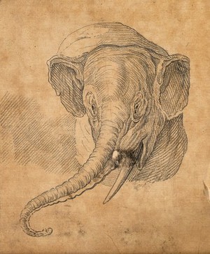 view Head of an elephant. Drawing, c. 1789.