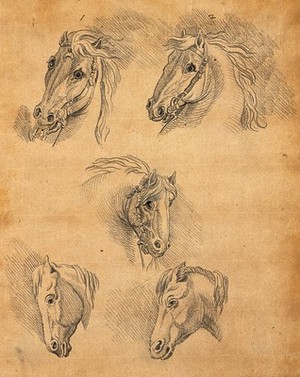 view Five heads of horses. Drawing, c. 1789.