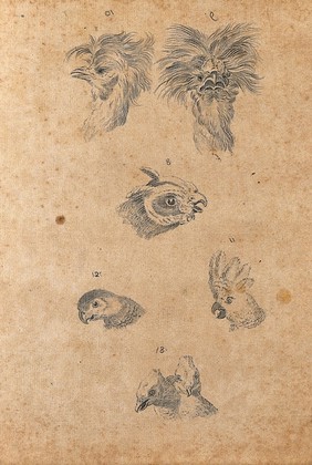 Six heads of birds: cocks, parrots and pigeons. Drawing, c. 1789.