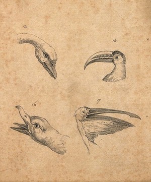 view Four heads of birds: a swan, a polyphemus, a wild duck and a pelican. Drawing, c. 1789.