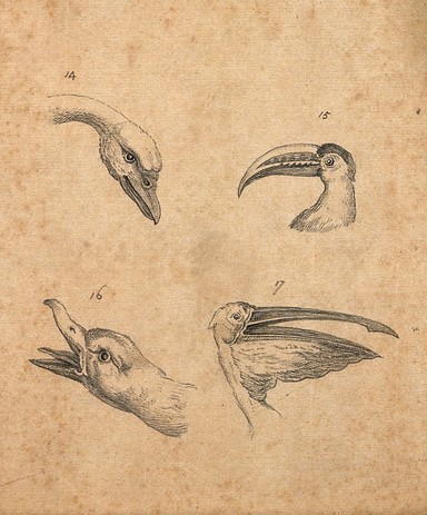 Four heads of birds: a swan, a polyphemus, a wild duck and a pelican. Drawing, c. 1789.
