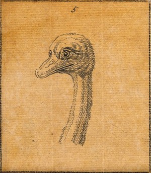 view The head of an ostrich. Drawing, c. 1789.