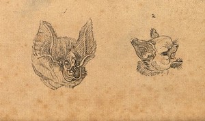 view Heads of a horse shoe bat and a common bat. Drawing, c. 1789.