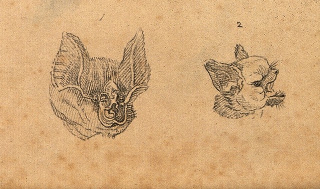 Heads of a horse shoe bat and a common bat. Drawing, c. 1789.