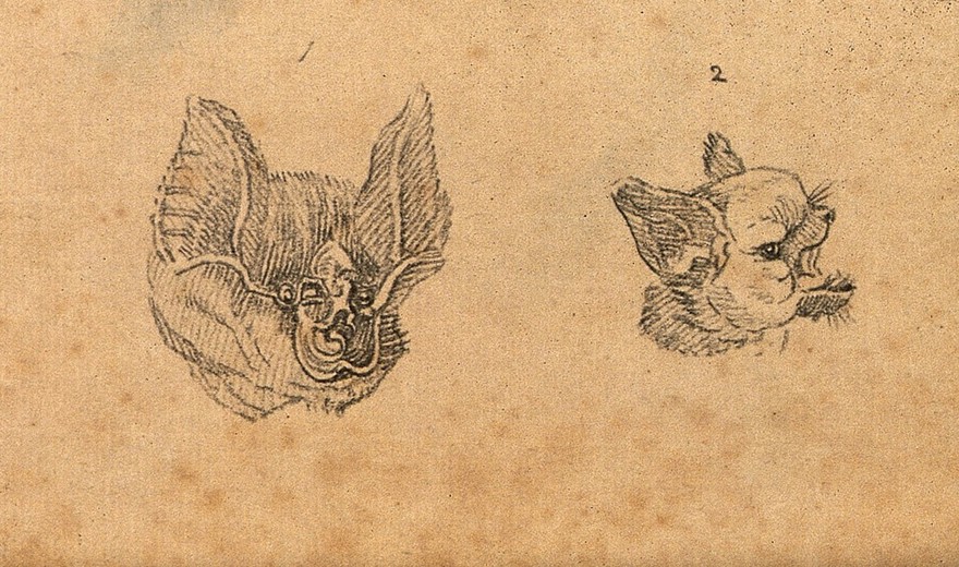 Heads of a horse shoe bat and a common bat. Drawing, c. 1789.