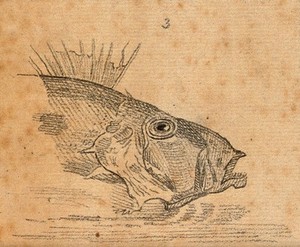view Four heads of fishes. Drawing, c. 1789.
