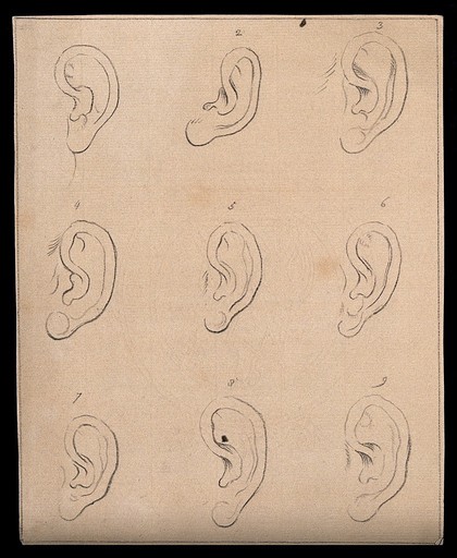 Nine ears. Drawing, c. 1793.