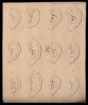 view Twelve ears. Drawing, c. 1793.