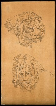 Two heads of lions. Drawing, c. 1789.