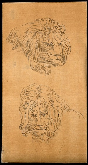 view Two heads of lions. Drawing, c. 1789.