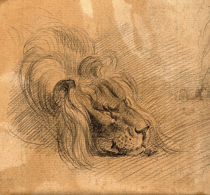 Head of a sleeping lion. Drawing, c. 1789.