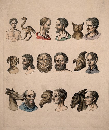 Human physiognomies next to animal physiognomies, showing the relations between certain of the species. Etching, c. 1820, after C. Le Brun.