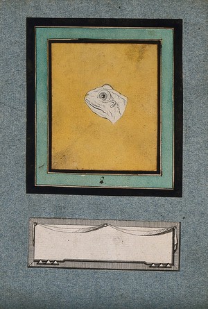 view The head of a frog, in the early stages of a physiognomic metamorphosis into an ideal head of Apollo. Coloured drawing by J.C. Lavater, 179-.