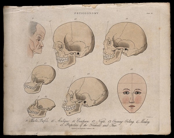 A profile of an old mentally disabled man, skulls of various races, skulls of a monkey and an orangutan, and a perfect, diagrammed human face; demonstrating the methods of physiognomy. Coloured engraving by H. Adlard, 1824.
