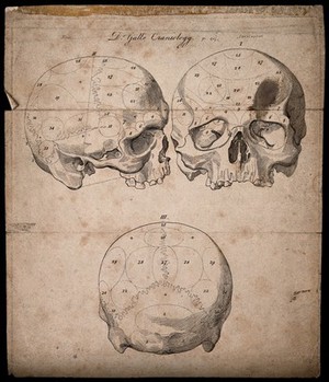 view Three perspectives of a skull sectioned and numbered according to Gall's system of phrenology. Engraving, 1806.