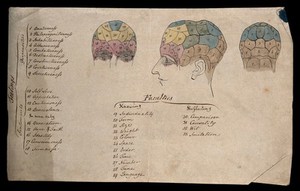 view Three perspectives of a head divided according to phrenological 'faculties', with key. Colour pen drawing.