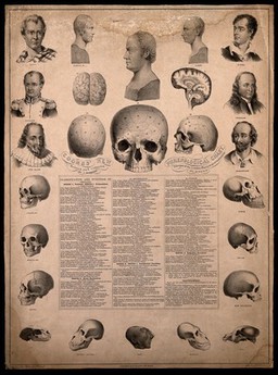 Phrenological chart with portraits of historical figures and illustrations of skulls exhibiting racial characteristics. Lithograph by G. E. Madeley, authored by C. Donovan, c. 1850.