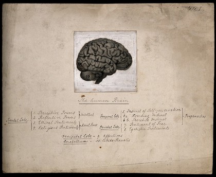 The human brain, divided according to Bernard Hollander's system of phrenology. Process print with pen and ink, c. 1902.