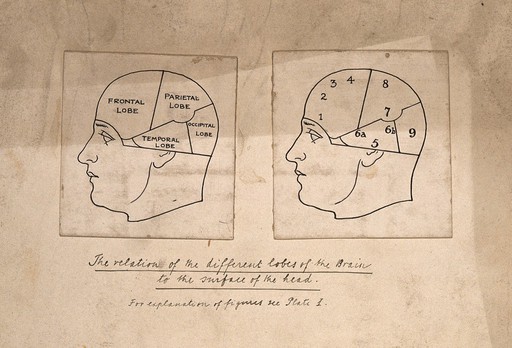 Two sections of the brain, divided into different lobes and faculties, according to Hollander's system of phrenology. Pen drawing, c. 1902.