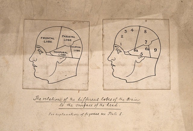 Two sections of the brain, divided into different lobes and faculties, according to Hollander's system of phrenology. Pen drawing, c. 1902.