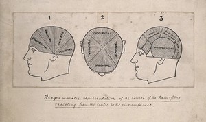 view Three diagrams of the organisation of the lobes of the brain for a phrenological textbook. Pen drawing, c. 1902.