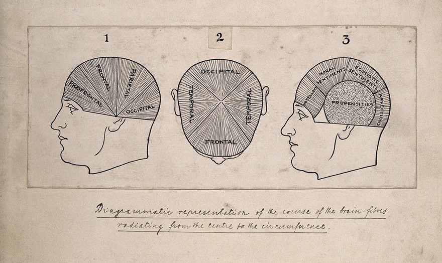 Three diagrams of the organisation of the lobes of the brain for a phrenological textbook. Pen drawing, c. 1902.