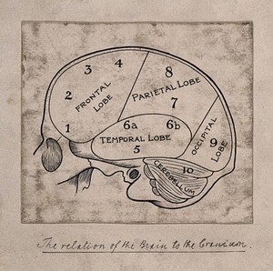 view Diagram of the brain for a phrenological textbook. Pen drawing, c. 1902.