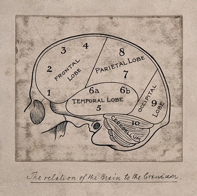 Diagram of the brain for a phrenological textbook. Pen drawing, c. 1902.