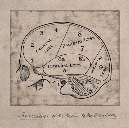 Diagram of the brain for a phrenological textbook. Pen drawing, c. 1902.