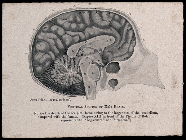A male brain, sectioned vertically. Process print, 1901, after etching, 1809.