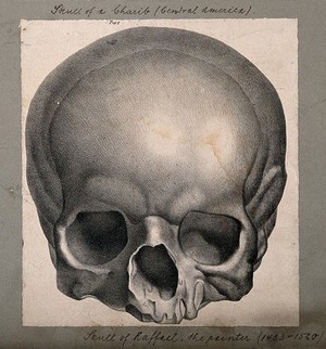 view The skull of the painter Raphael: frontal view. Lithograph by Engelmann after C.P. Mazer.