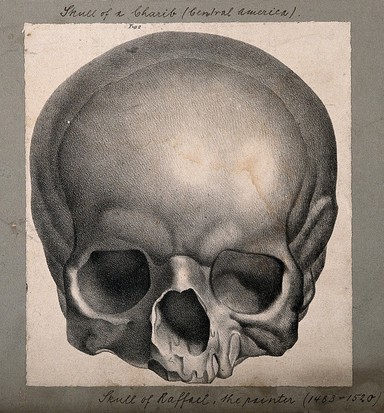 The skull of the painter Raphael: frontal view. Lithograph by Engelmann after C.P. Mazer.